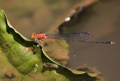 Pseudagrion pilidorsum declaratum