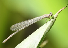 Pseudagrion pilidorsum declaratum