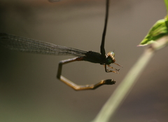 Pseudagrion pilidorsum declaratum