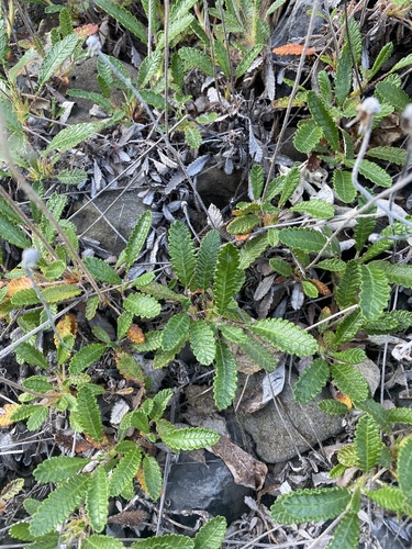 Dryas grandis (Dryas grandis)