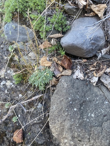 Draba cinerea, photograph 2