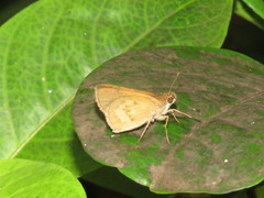 Callimormus saturnus