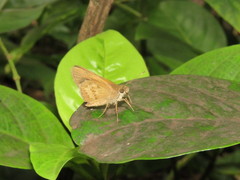 Callimormus saturnus