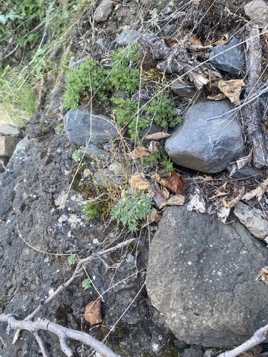 Draba cinerea, photograph 3