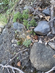 Draba cinerea, photograph (c) Илья Руденко, some rights reserved (CC BY)
