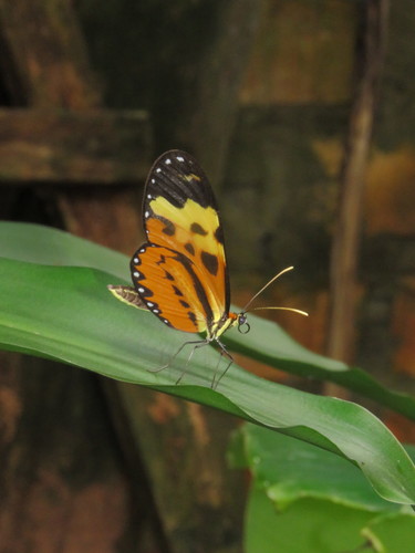 Photo of Polymnia Tigerwing (Mechanitis polymnia)