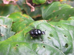 Sylvicanthon bridarollii