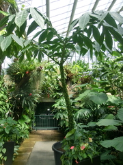 Amorphophallus titanum