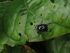 Sylvicanthon bridarollii