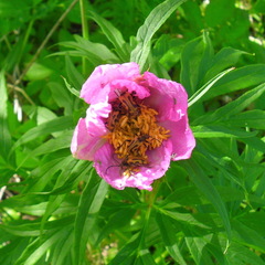 Brachyta interrogationis