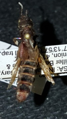 Platydracus immaculatus