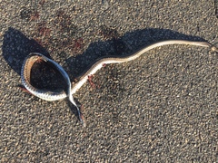 Psammophis leightoni