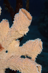 Callyspongia aculeata