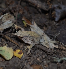 Darwin's Frog photo 5
