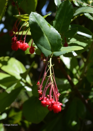 Berberidopsidaceae