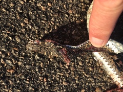 Psammophis leightoni