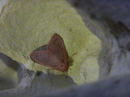 Ocneria rubea