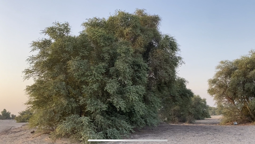 Prosopis koelziana Burkart 3