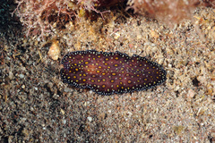 Pseudobiceros pardalis