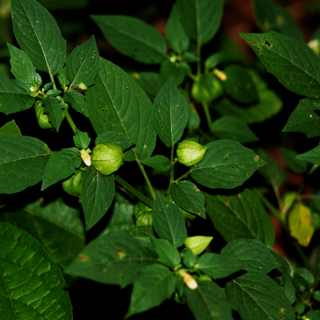 Physalis angulata