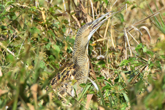 Botaurus pinnatus