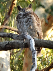 Bubo virginianus nacurutu