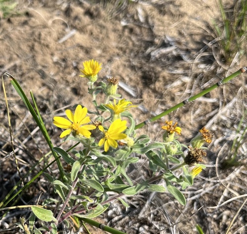 Hairy False Goldenaster