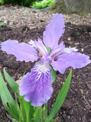 Iris tectorum
