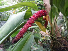 Anthurium bakeri