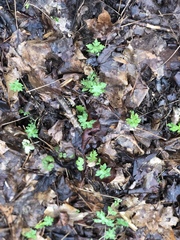 Hydrophyllum canadense