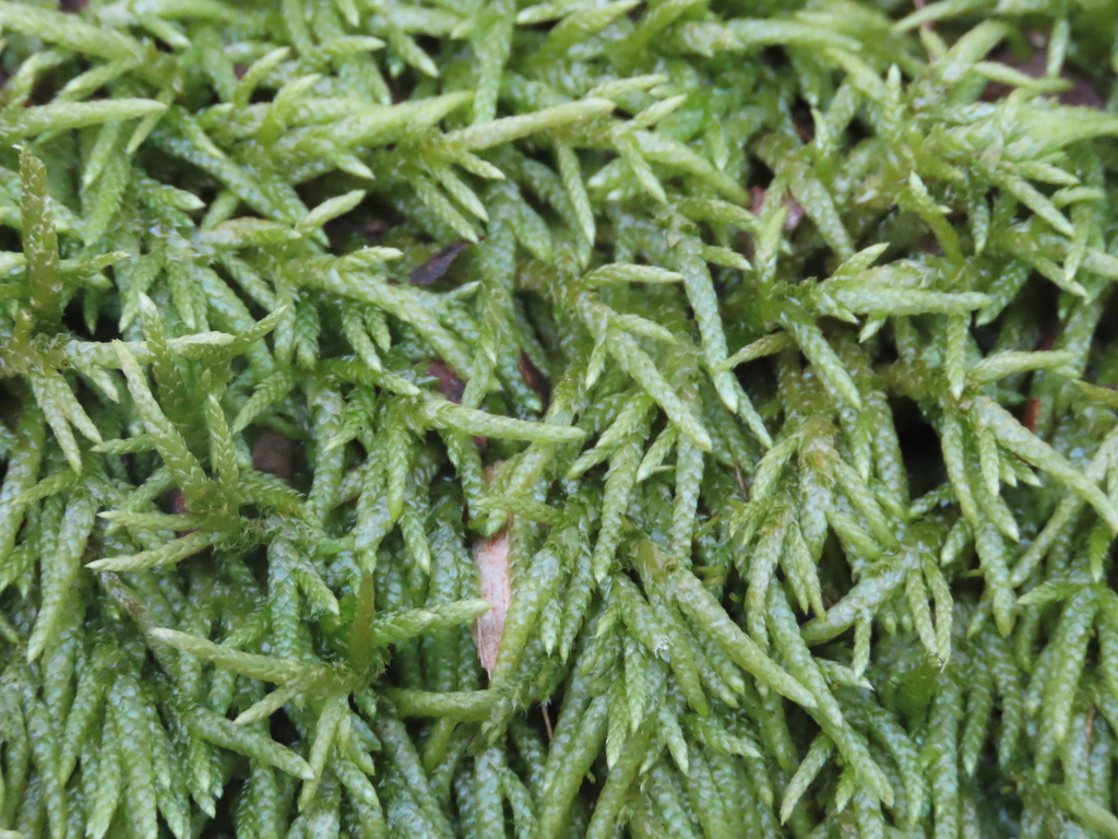 seductive entodon moss