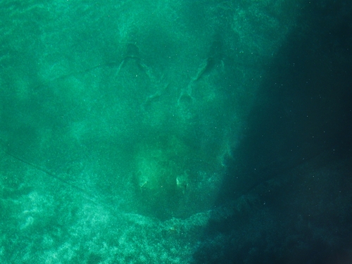 Spiny butterfly ray (Gymnura altavela) — Gymnuridae — 3