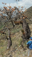 Cavanillesia chicamochae