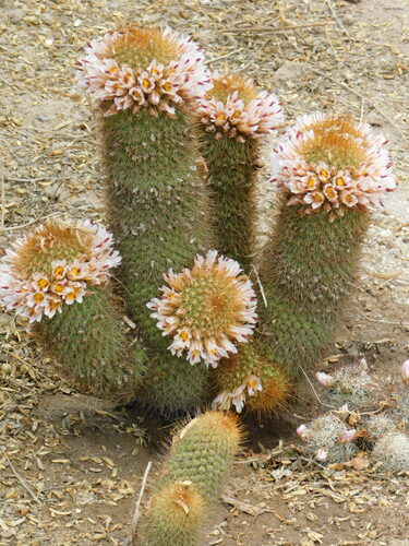 Cochemiea cerralboa, photograph 5