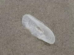 Velella velella image