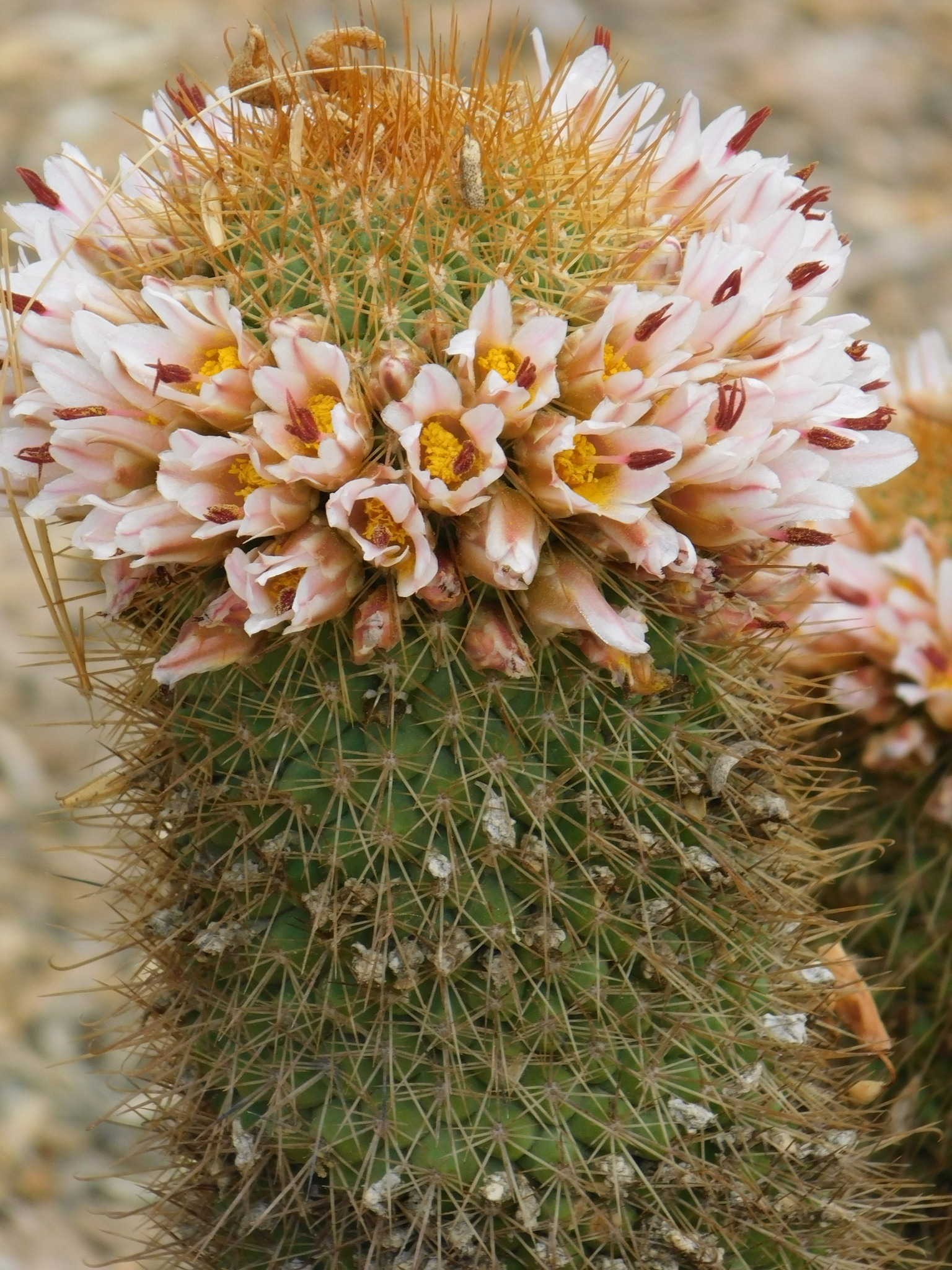 Mammillaria cerralboa
