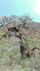 Cavanillesia chicamochae