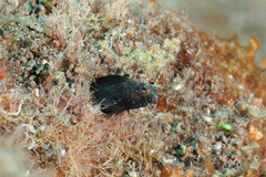 Emblemaria pandionis