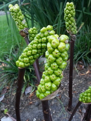 Arum concinnatum