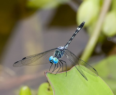Micrathyria caerulistyla