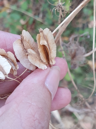 Image of Thapsia garganica by (c) Mehdi Chetibi, some rights reserved (CC BY)