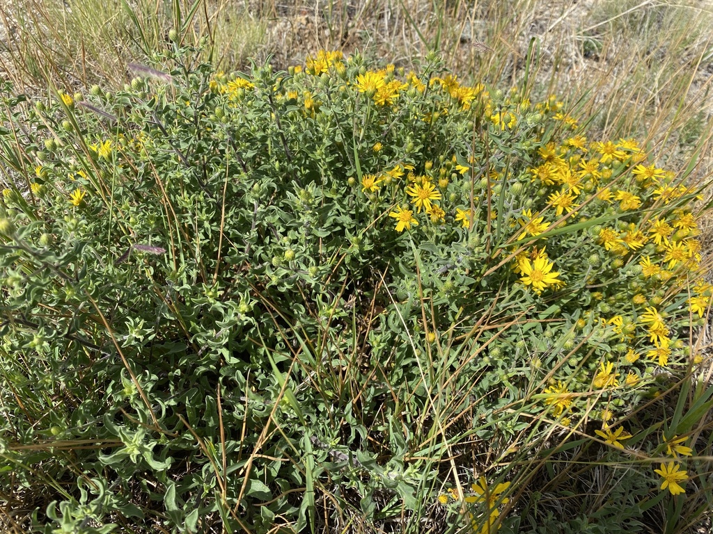 Heterotheca villosa from CR-356, Buena Vista, CO, US on August 26, 2023 ...