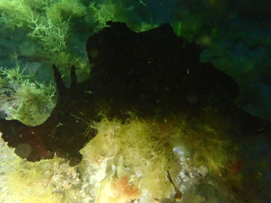 Aplysia gigantea