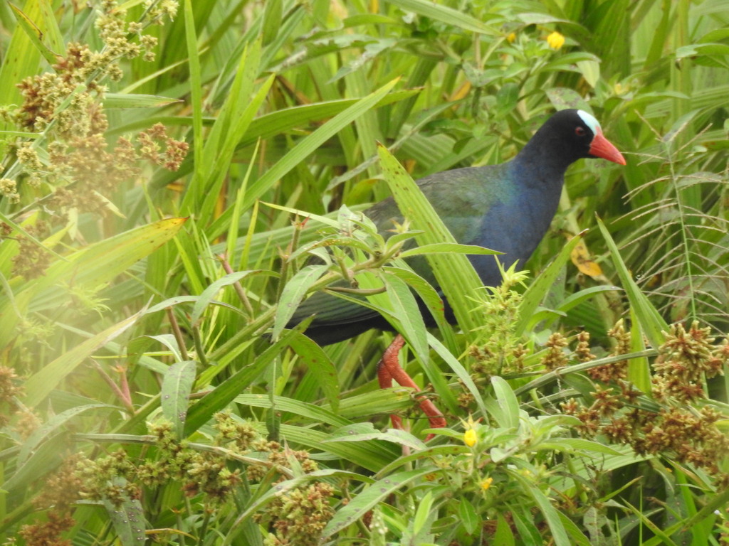 Allen's Gallinule from Yamoussoukro, Côte d'Ivoire on July 27, 2021 at ...