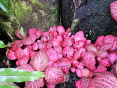 Fittonia