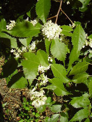 Aneuma compta