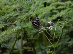 Oleria cyrene solida