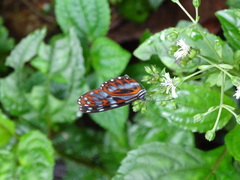 Oleria cyrene solida