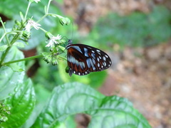 Oleria cyrene solida