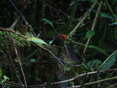 Pseudotriccus ruficeps